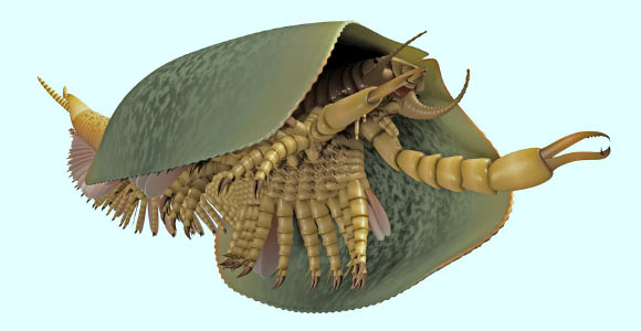 , Tokummia katalepsis: Cambrian Marine Predator Had More Than 50 Legs, Can Opener-Like Pincers, #Bizwhiznetwork.com Innovation &Lambda;Ｉ