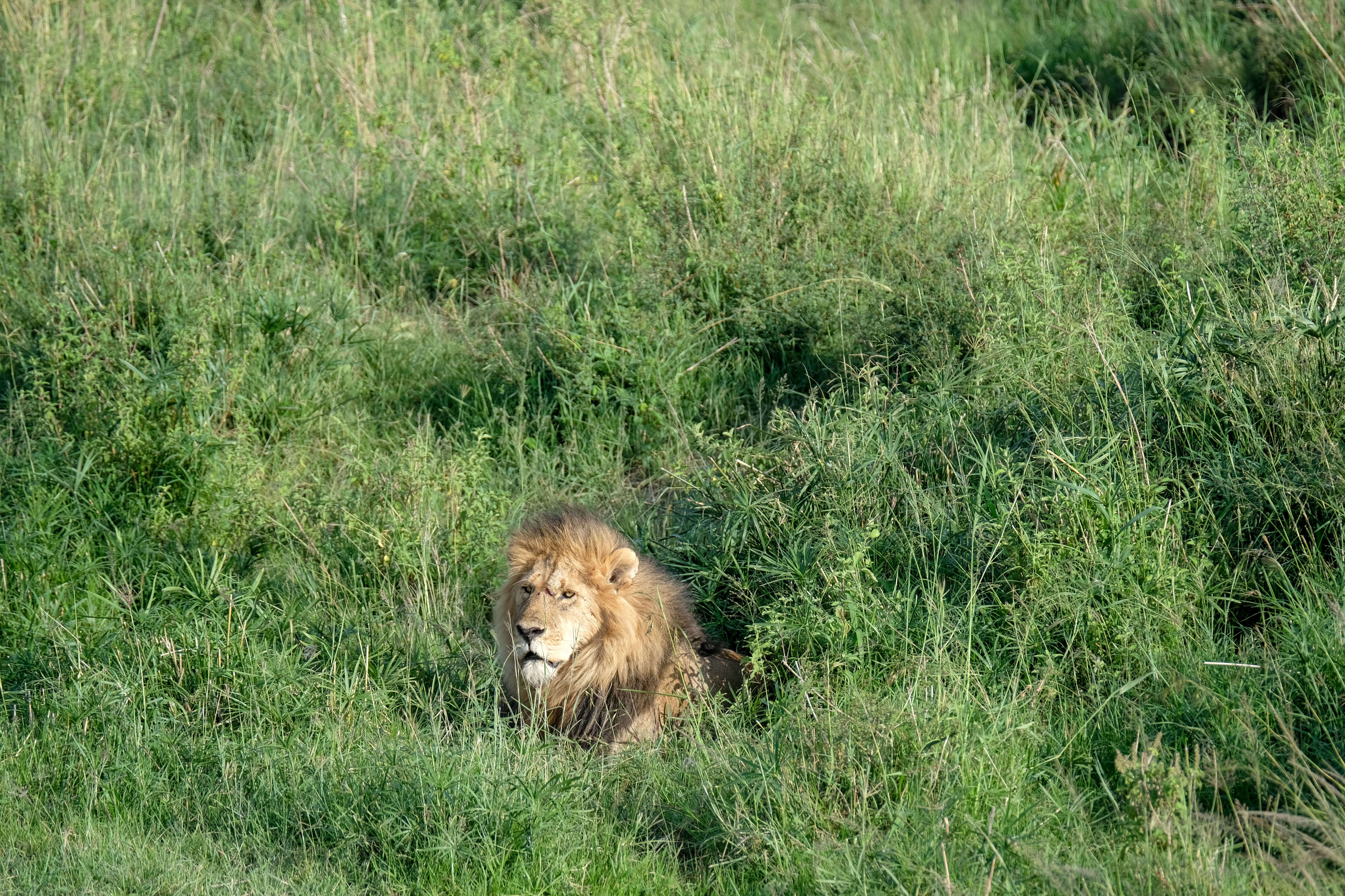 hiding lion in kenya