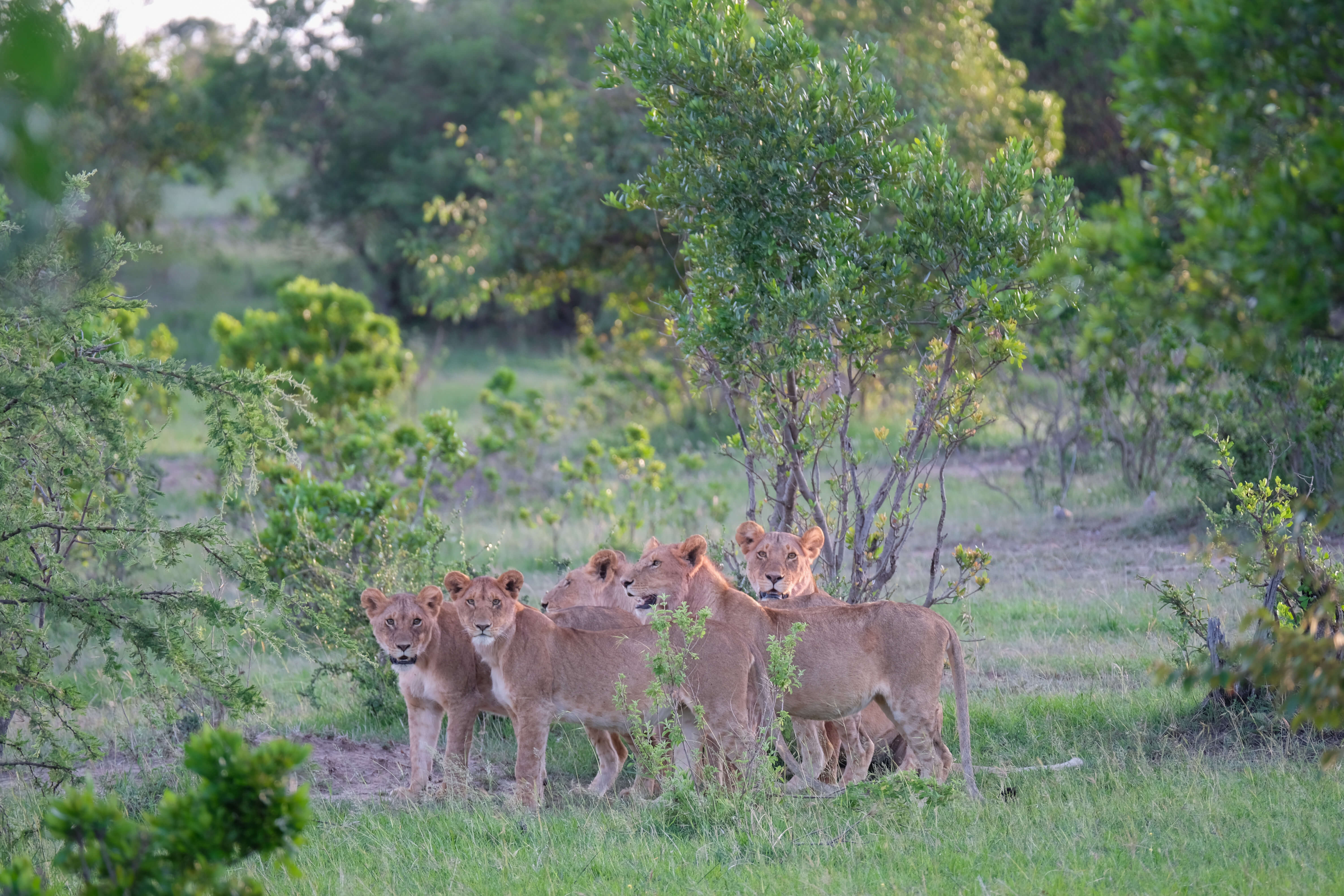 lions in kenya