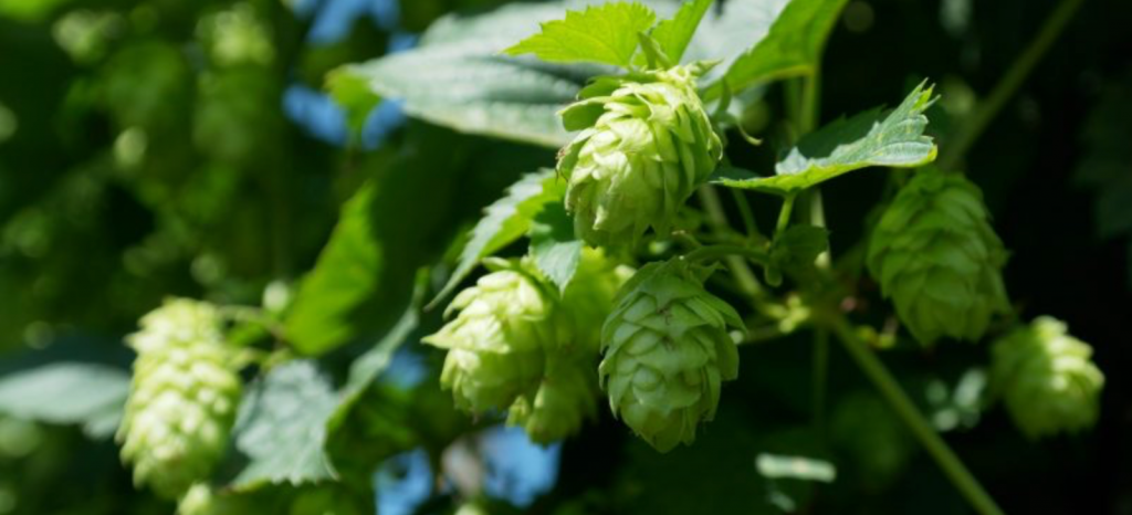 , Homebrew Store Online – Your One Stop Shop For The Best Equipment, #Bizwhiznetwork.com Innovation &Lambda;Ｉ