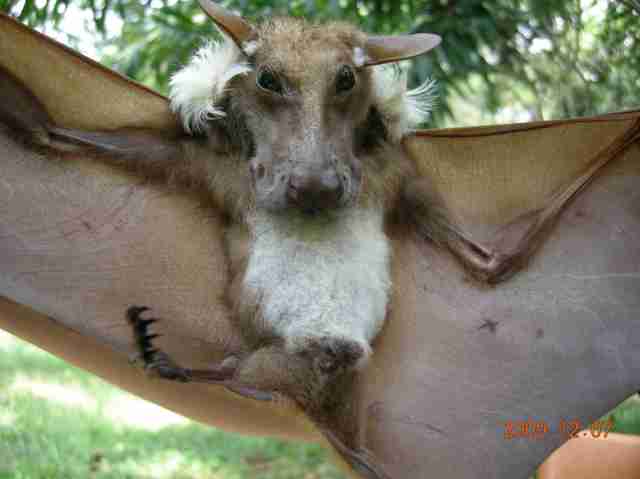 , African Fruit Bat Looks Like A Dog With Wings, #Bizwhiznetwork.com Innovation &Lambda;Ｉ