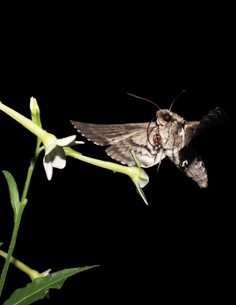, Running roaches, flapping moths create a brand-new physics of organisms, #Bizwhiznetwork.com Innovation ΛI
