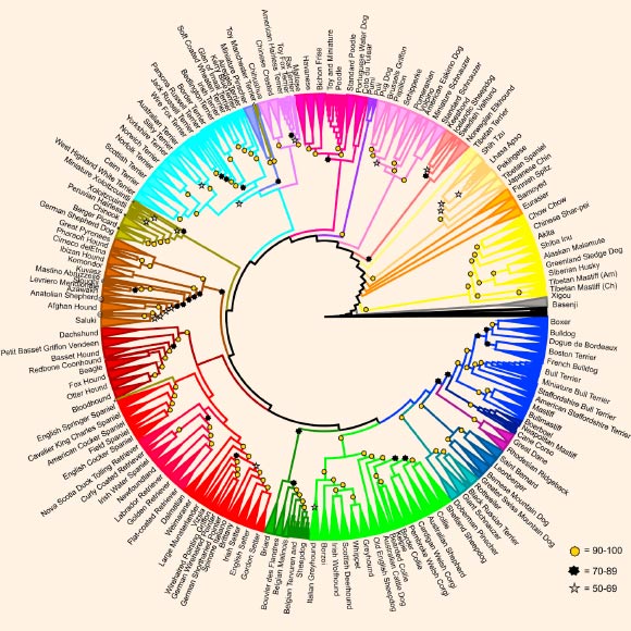 This evolutionary tree shows the relationships between dog breeds. Breeds that form unique clades supported by 100% of bootstraps are combined into triangles. For all other branches, a gold star indicates 90% or better, black star 70-89%, and silver star 50-69% bootstrap support. Breeds are listed on the perimeter of the circle. A small number of dogs do not cluster with the rest of their breed, indicated as follows: * cane paratore, Peruvian hairless dog, # sloughi, @ country-of-origin salukis, and ˆ miniature xoloitzcuintle. Image credit: Parker et al, doi: 10.1016/j.celrep.2017.03.079.