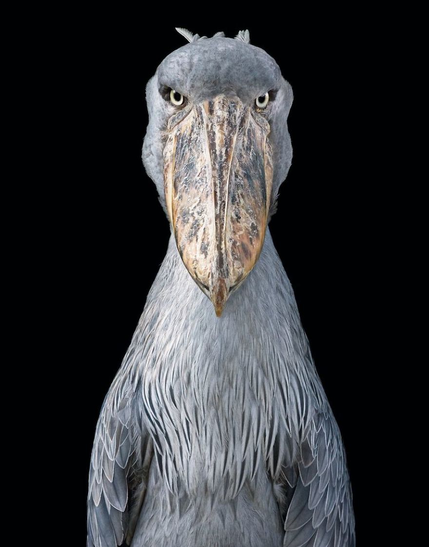 , Professional Photographer Invests 2 Years Traveling World To Document Animals That May Quickly Be Extinct, #Bizwhiznetwork.com Innovation &Lambda;Ｉ