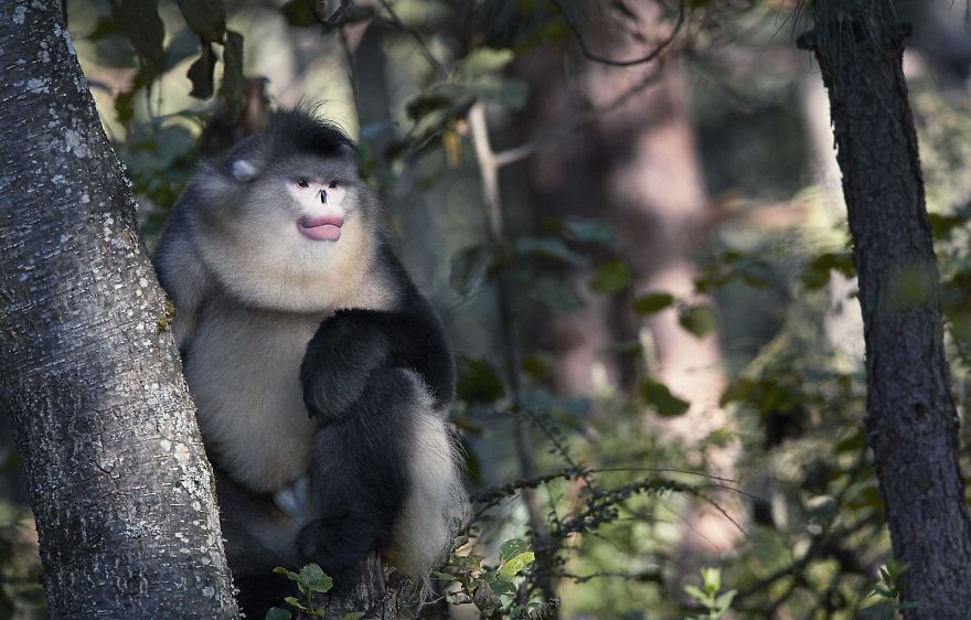 , Professional Photographer Invests 2 Years Traveling World To Document Animals That May Quickly Be Extinct, #Bizwhiznetwork.com Innovation &Lambda;Ｉ
