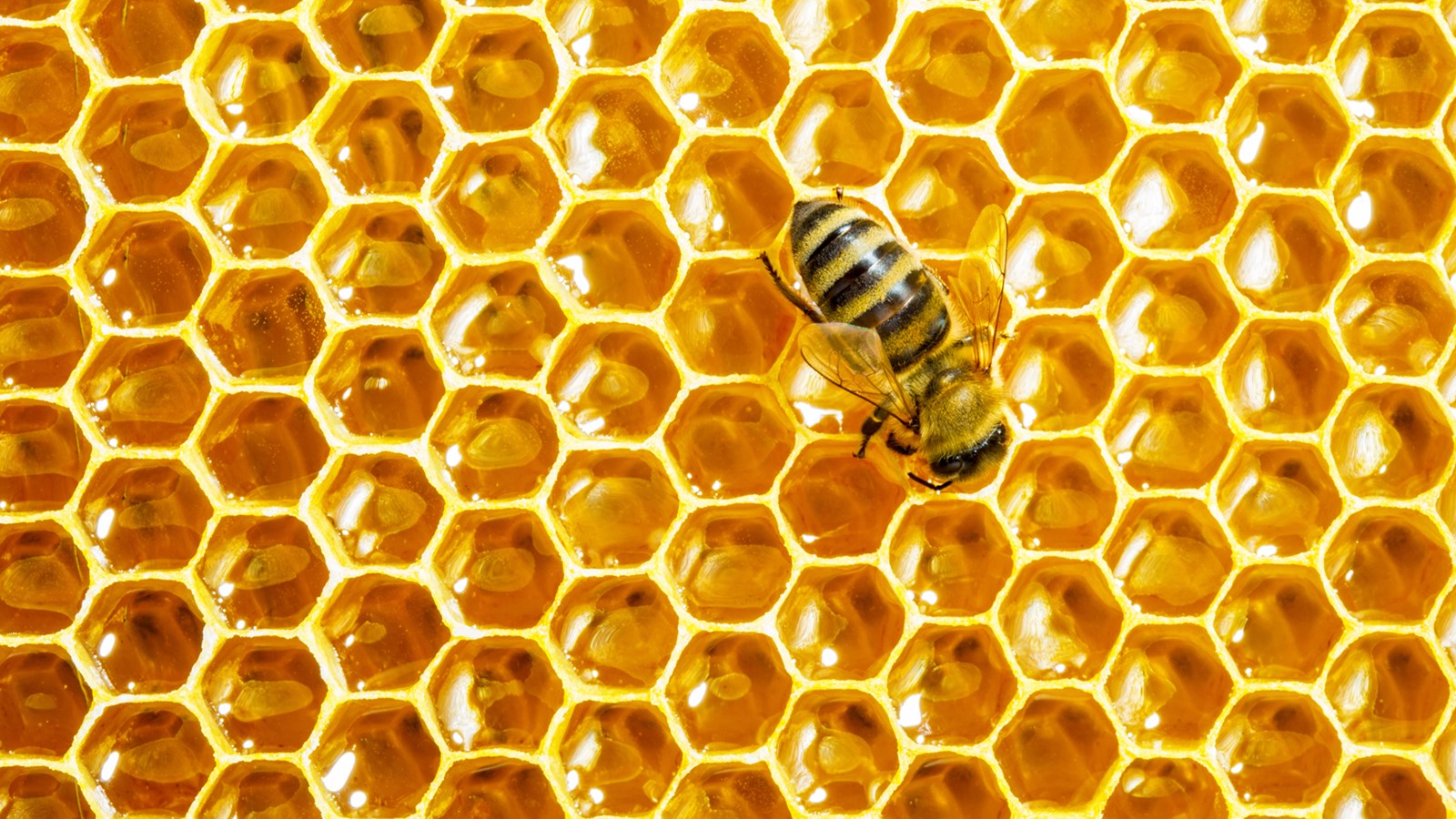 , Honey Diet Plan: You Can Lose Weight Faster, #Bizwhiznetwork.com Innovation &Lambda;Ｉ