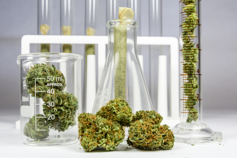 , Earn money $50’000 A Year To Smoke Weed. BudTrader is hiring a Product Tester!, #Bizwhiznetwork.com Innovation &Lambda;Ｉ