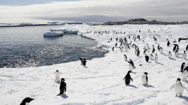 , Concealed Penguin Mega-Colonies Discovered in Antarctica, #Bizwhiznetwork.com Innovation ΛI