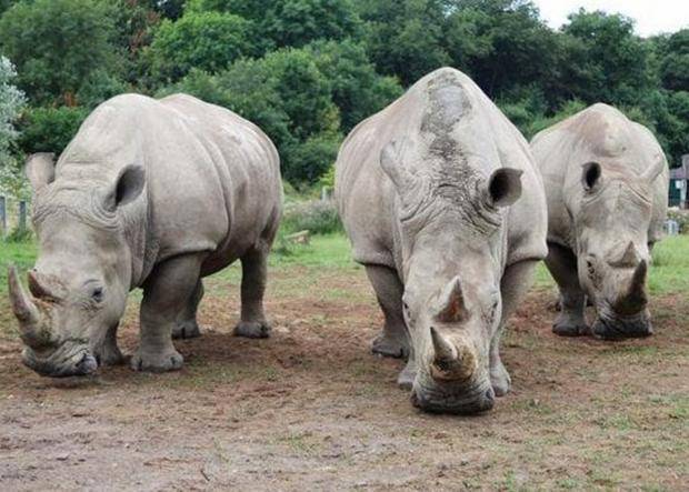 , Last Male Northern White Rhino, Sudan, Sick in Kenya Sanctuary, #Bizwhiznetwork.com Innovation &Lambda;Ｉ