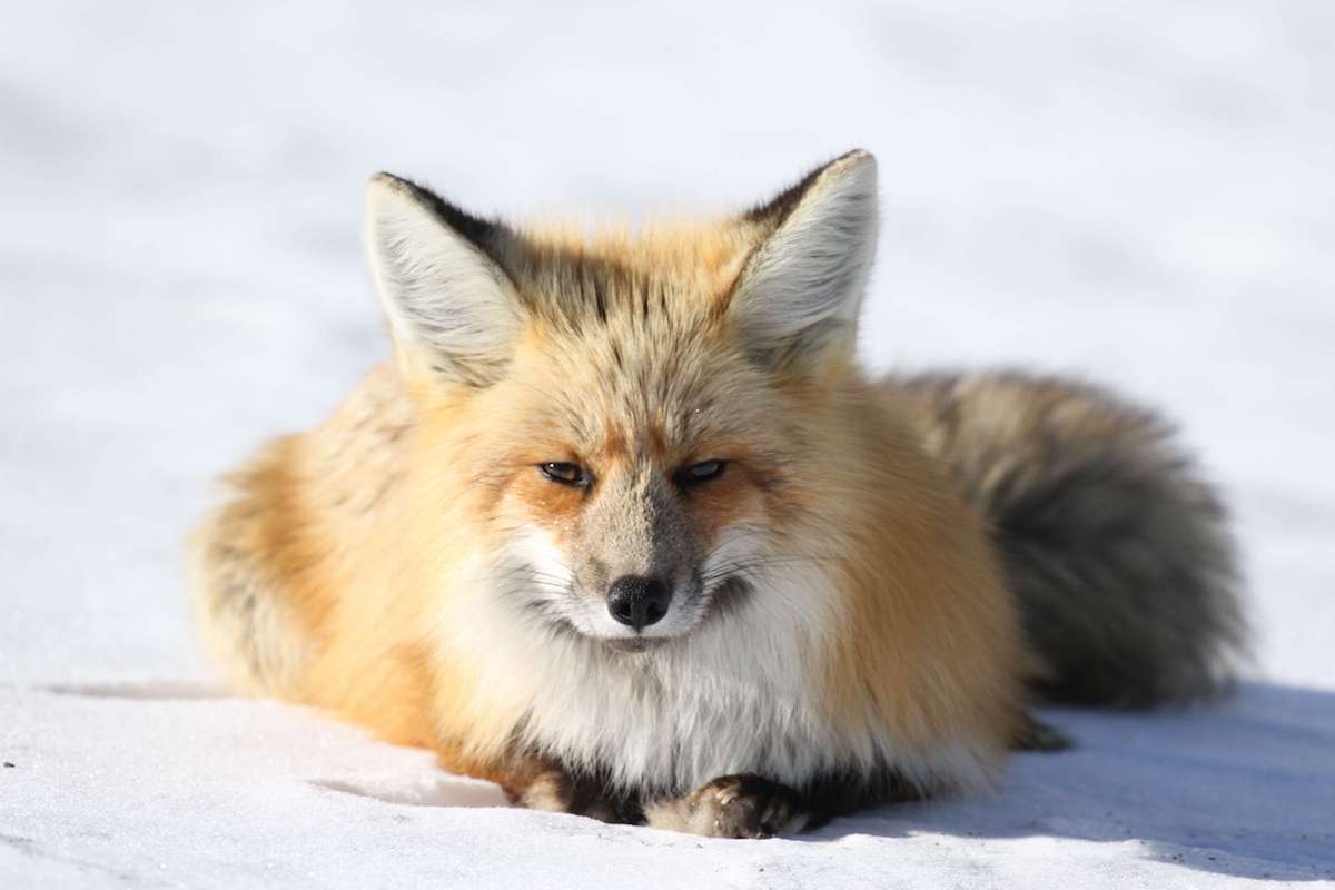 , San Francisco Officially Bans the Sale of Fur, #Bizwhiznetwork.com Innovation ΛI