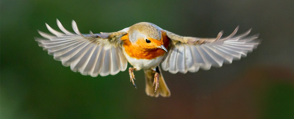 , Birds can see Earth’s electromagnetic fields, and we lastly know how that’s possible, #Bizwhiznetwork.com Innovation &Lambda;Ｉ