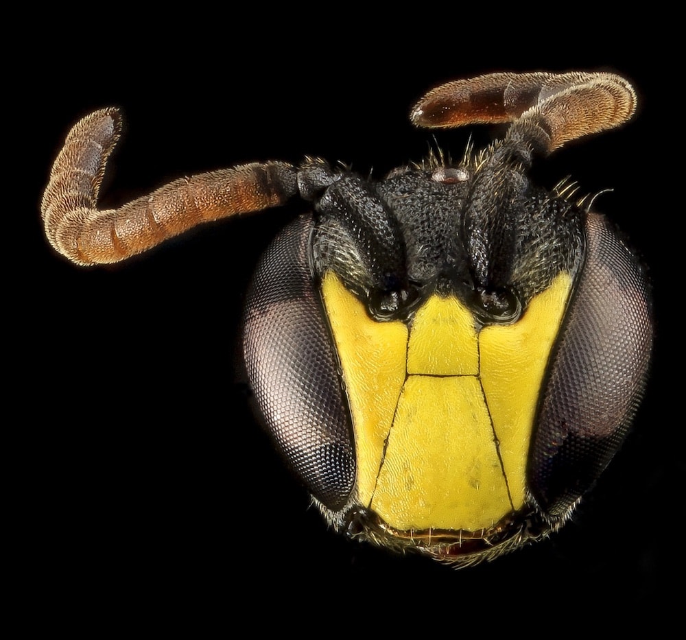 , Beyond The Hive: The Weird World Of Native Bees, #Bizwhiznetwork.com Innovation &Lambda;Ｉ