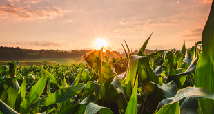 , Innovation and development: The crucial to guaranteeing sustainable worldwide food security, #Bizwhiznetwork.com Innovation &Lambda;Ｉ
