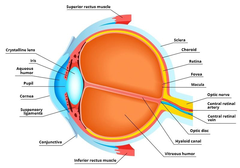 , Top tips for eye health, #Bizwhiznetwork.com Innovation ΛI