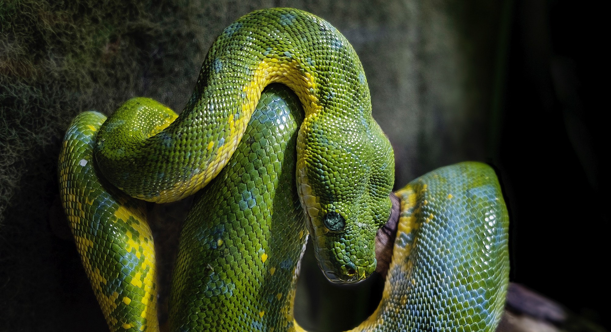 , Python Moms Take Care Of Their Young, Surprising Experts, South Africa Study Finds, #Bizwhiznetwork.com Innovation &Lambda;Ｉ
