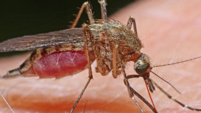 , Japanese encephalitis: Australians cautioned about Bali travel in the middle of spike in disease, #Bizwhiznetwork.com Innovation &Lambda;Ｉ