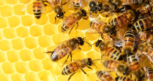 honey-bees