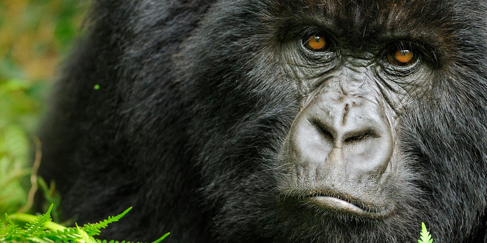 , Gorillas Use Their Teeth to Crack Open and Eat African Walnuts, #Bizwhiznetwork.com Innovation ΛI