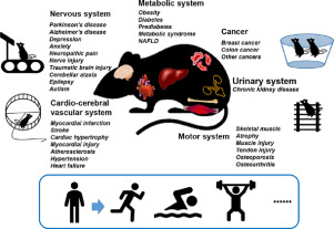 , Powerful Combination of Two Experimental Drugs Counteracts Osteoarthritis in Rats, #Bizwhiznetwork.com Innovation &Lambda;Ｉ