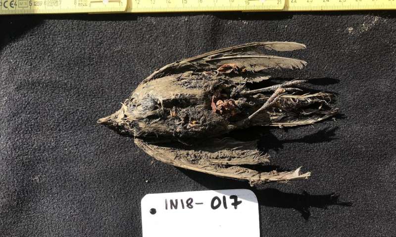 , 46,000-Year-Old Horned Lark Found in Siberian Permafrost, #Bizwhiznetwork.com Innovation ΛI