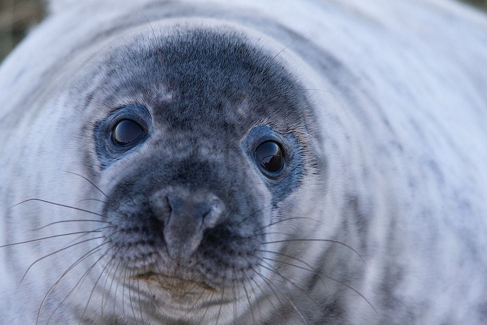 , Wild Gray Seals Filmed Clapping Underwater, #Bizwhiznetwork.com Innovation &Lambda;Ｉ