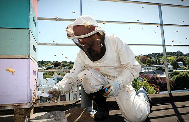 , New Study Reveals Link between Bee and Human Brains, #Bizwhiznetwork.com Innovation ΛI