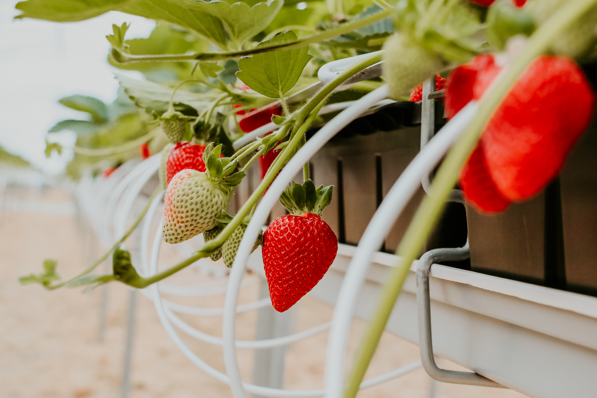 , Innovating Strawberry Growing, #Bizwhiznetwork.com Innovation &Lambda;Ｉ