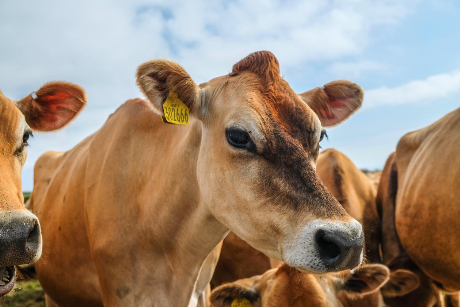 , Animal Agriculture, #Bizwhiznetwork.com Innovation &Lambda;Ｉ