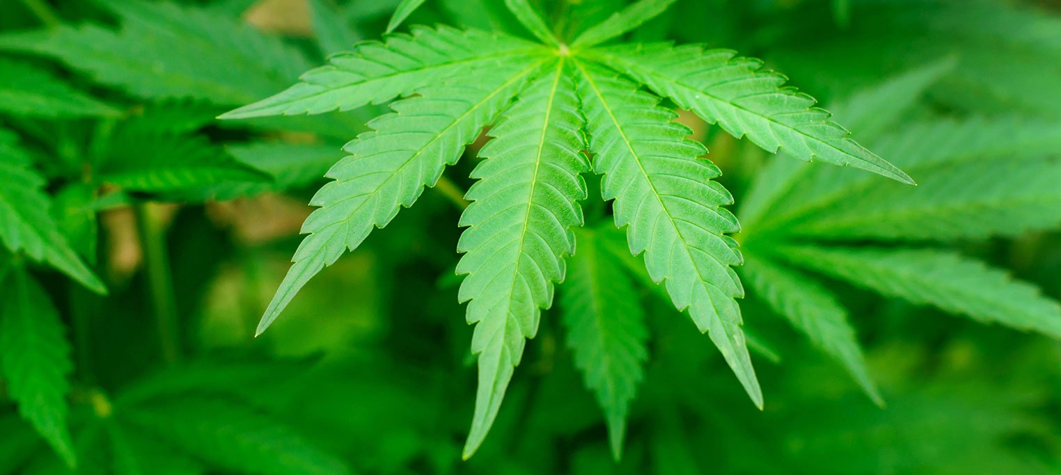 , Moderate Cannabis, #Bizwhiznetwork.com Innovation &Lambda;Ｉ