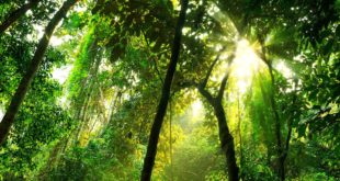 Amazon’ Rainforest