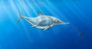 Ichthyosaur