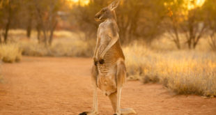 kangaroo