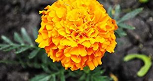 Mexican marigold