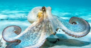 octopuses