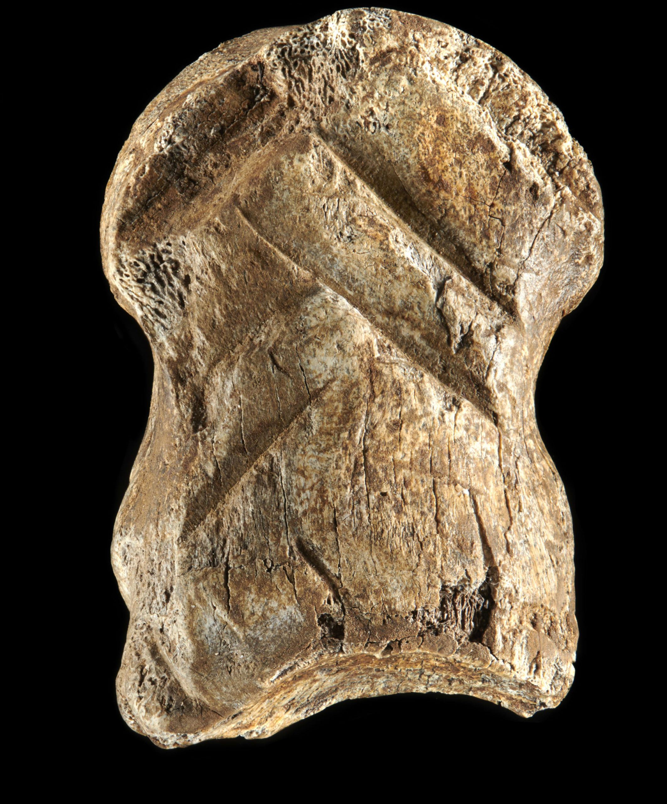 , 51,000-Year-Old Engraved Bone, #Bizwhiznetwork.com Innovation &Lambda;Ｉ