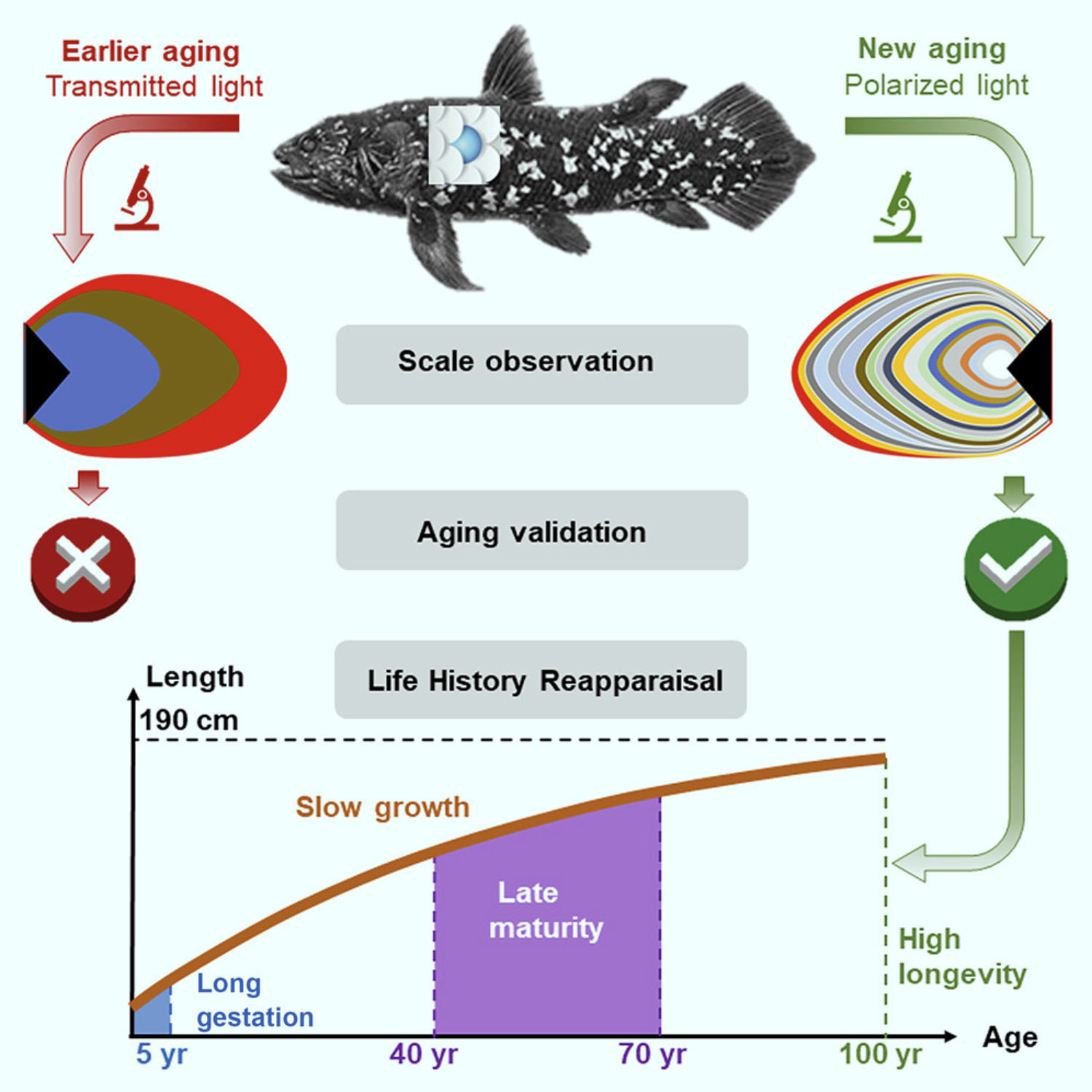 , African Coelacanths, #Bizwhiznetwork.com Innovation &Lambda;Ｉ