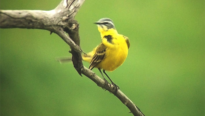 , Songbirds Can Taste Sugar, #Bizwhiznetwork.com Innovation ΛI