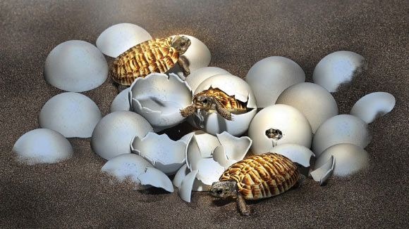 , Turtle Embryonic Remains, #Bizwhiznetwork.com Innovation &Lambda;Ｉ