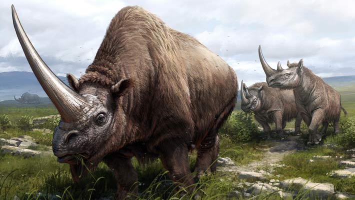 , Rhinoceros Family, #Bizwhiznetwork.com Innovation &Lambda;Ｉ