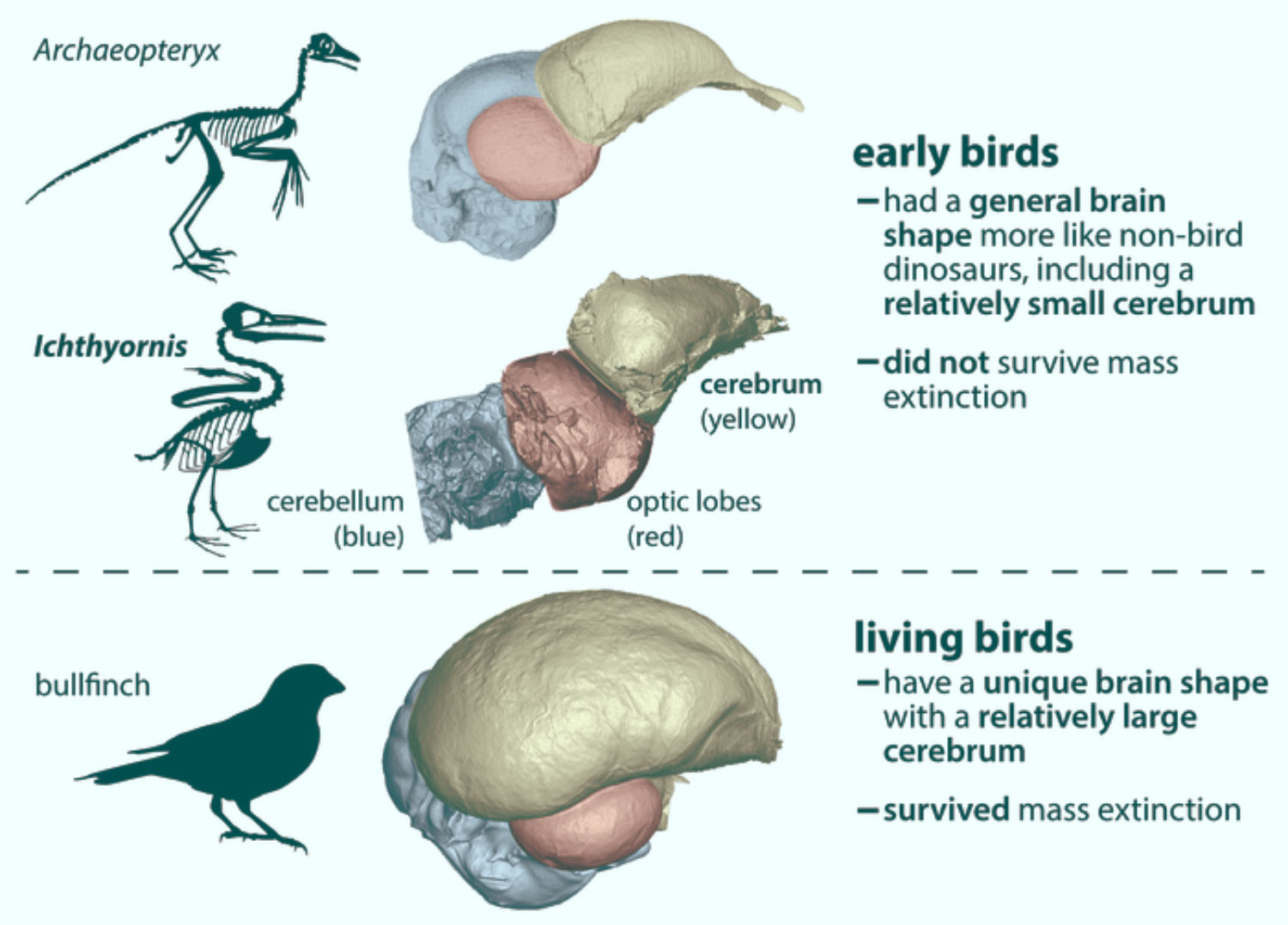 , Avian Brain Shape Dinosaurs, #Bizwhiznetwork.com Innovation &Lambda;Ｉ