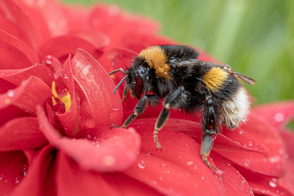 , Bumblebees of Flowers, #Bizwhiznetwork.com Innovation &Lambda;Ｉ