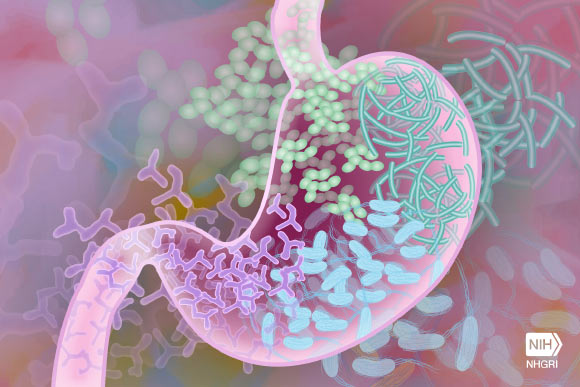 , Fasting Can Protect From Infections, #Bizwhiznetwork.com Innovation &Lambda;Ｉ