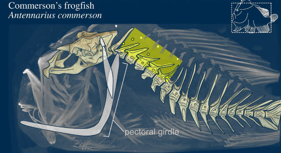 , Fish Neck-Like Motion, #Bizwhiznetwork.com Innovation &Lambda;Ｉ