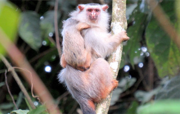 , Amazonian Marmoset, #Bizwhiznetwork.com Innovation &Lambda;Ｉ