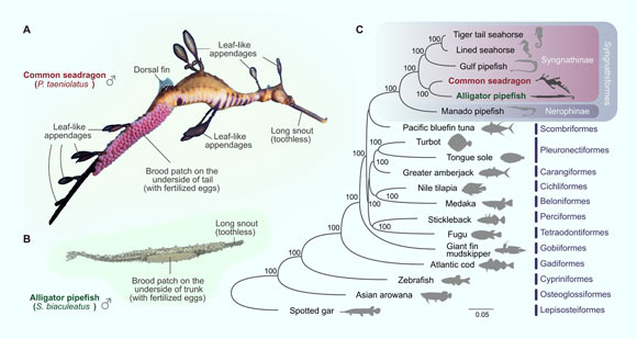 , Seadragon and Pipefish, #Bizwhiznetwork.com Innovation &Lambda;Ｉ