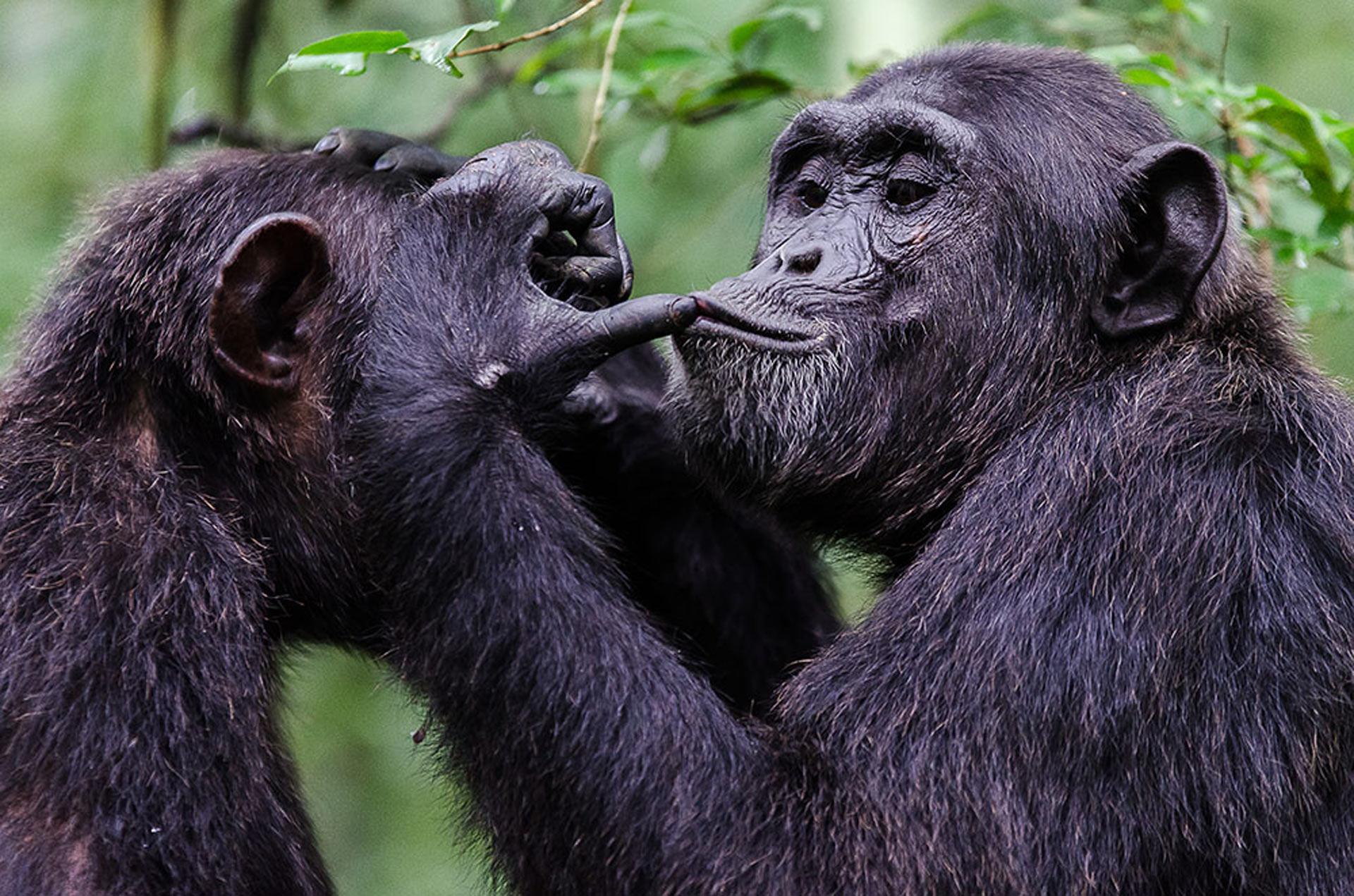 , Great Apes Use  Signals, #Bizwhiznetwork.com Innovation &Lambda;Ｉ