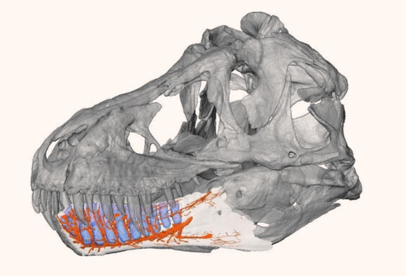 , Tyrannosaurus Rex&rsquo;s Jaw, #Bizwhiznetwork.com Innovation &Lambda;Ｉ