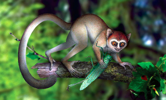 , Early Eocene Primate, #Bizwhiznetwork.com Innovation &Lambda;Ｉ