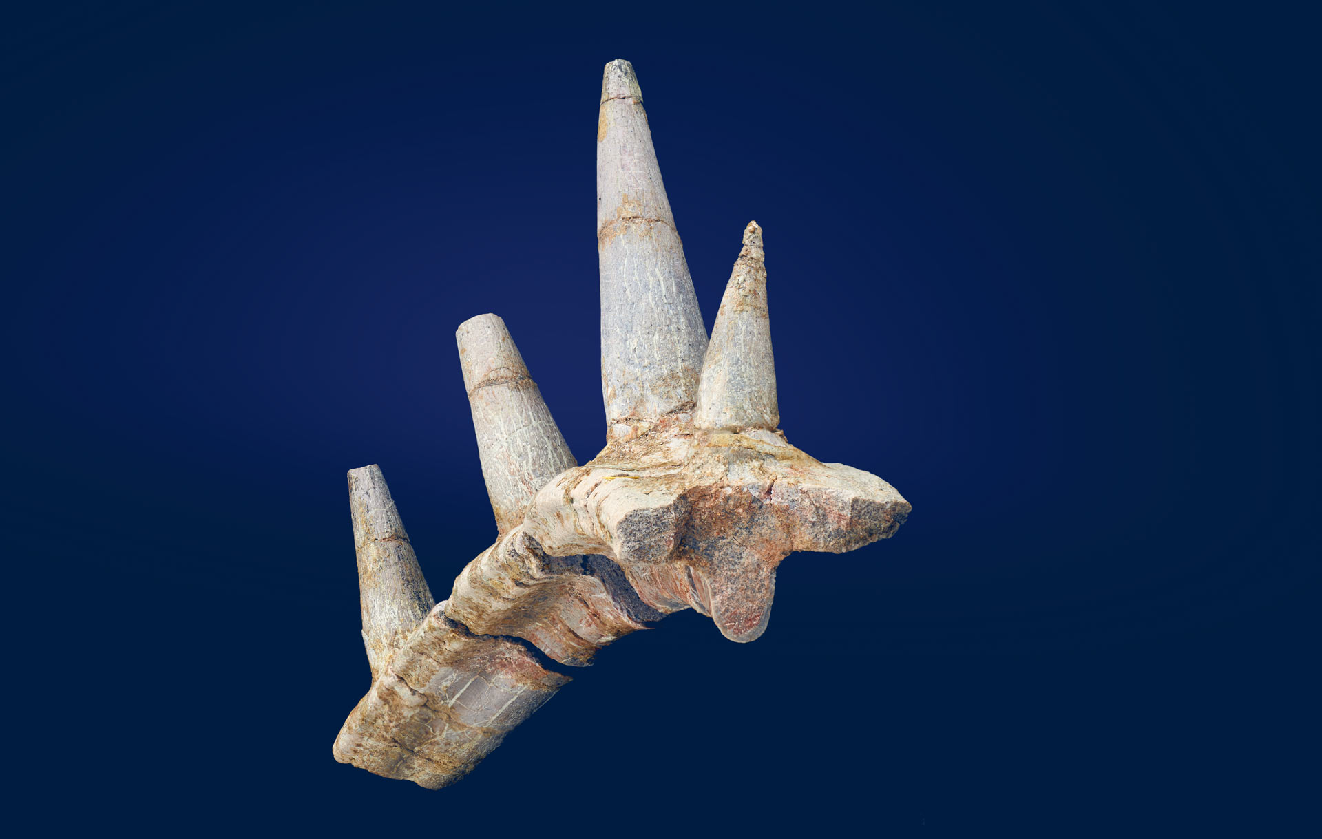 , Ankylosaur Unearthed, #Bizwhiznetwork.com Innovation &Lambda;Ｉ
