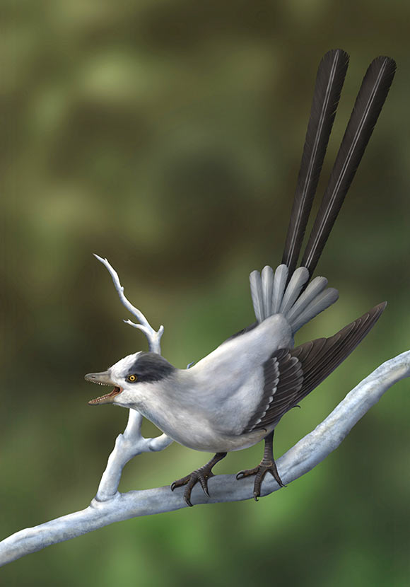 , New Bird Species, #Bizwhiznetwork.com Innovation &Lambda;Ｉ
